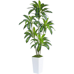 6' Artificial Dracaena tree